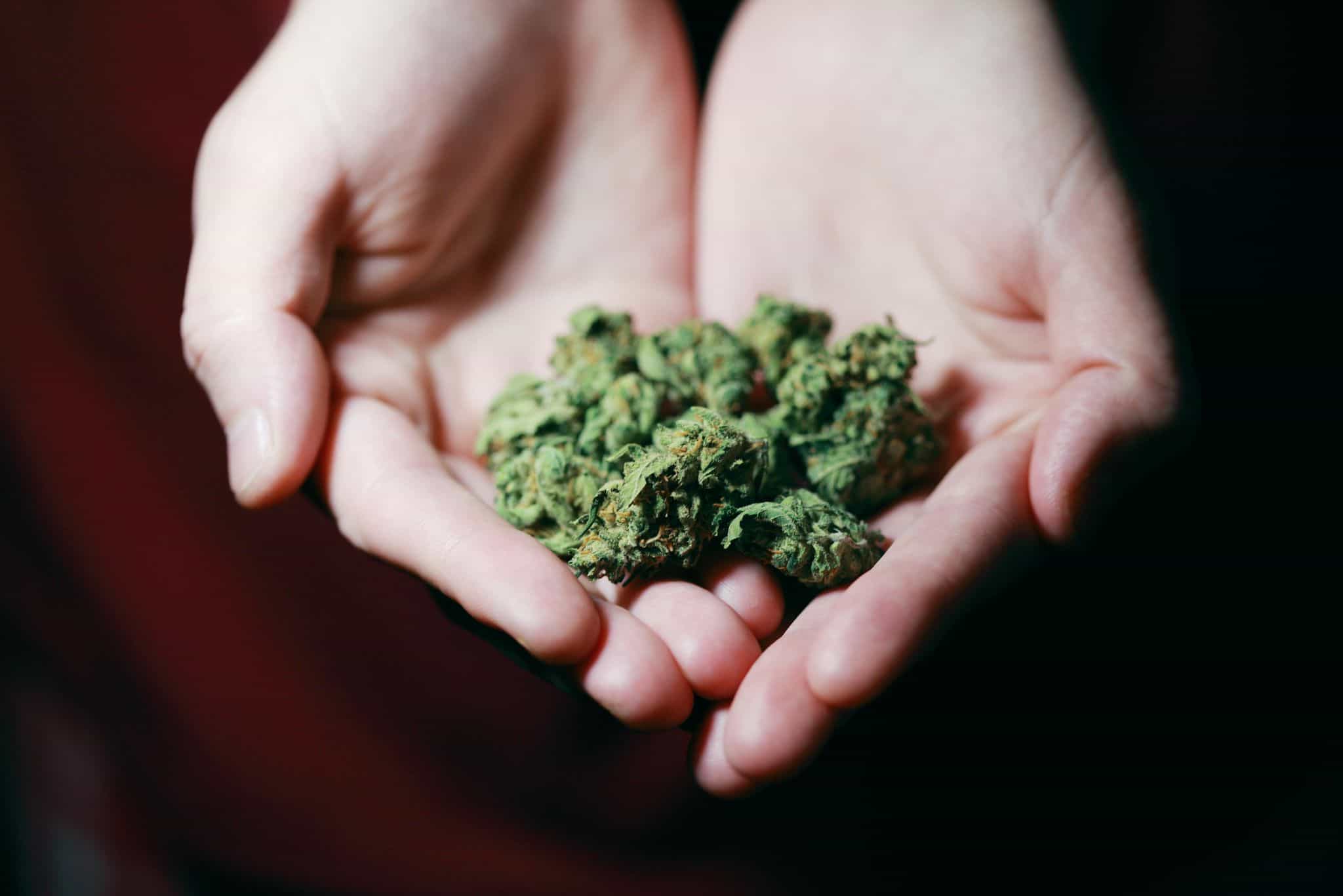 Två sammanförda och utsträckta händer som håller i en liten grupp cannabis buds.