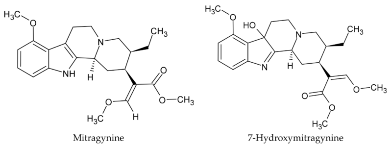 Vad är 7-Hydroxy Kratom? Potenta fördelar och säkerhet